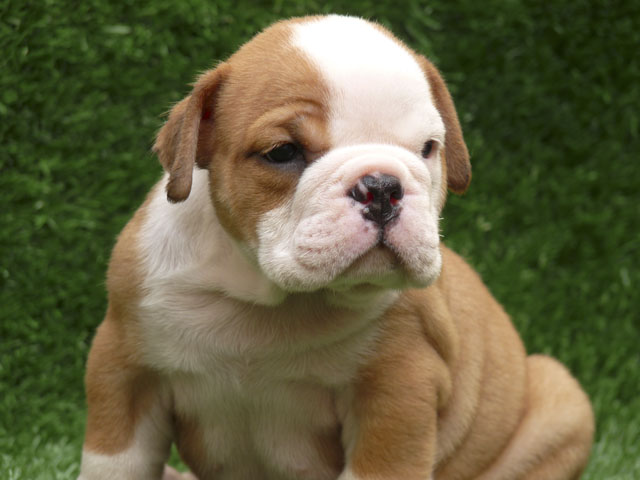 magnificent bulldog puppy for  a   new home of pet lovers . contact for more details .