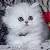 sweet persian kittens for xmas