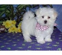 nice maltese to offer for xmas