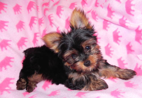 Teacup Yorkie  Puppies For Free Adoption