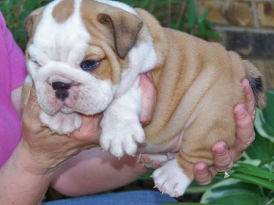 AKC Registered English Bulldog Puppies For Adoption
