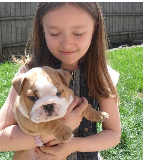 Two Cute English Bulldog Puppies for Free Adoption