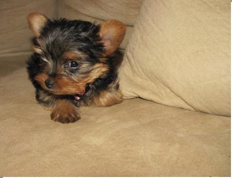 Yorkie puppies seeking a new home!!!!!