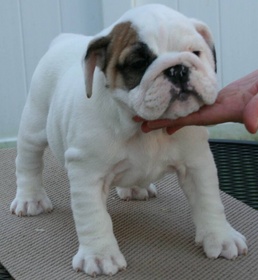 Male and Female English Bulldog Puppies For A Home