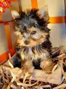 Cute and healthy yorkie puppies for adoption