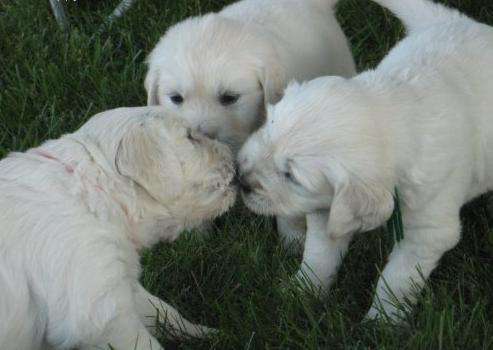 AKC GOLDEN RETRIEVER PUPPIES ready for adoption