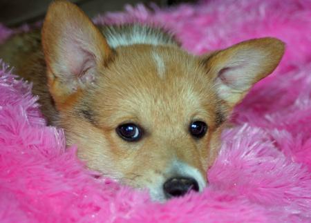 Tucker the Pembroke Welsh Corgi