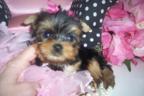 Cute male and female yorkie babies for adoption