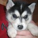 AKC Registered Siberian Husky For X-Mass Now