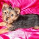 Adorable Male and Female Yorkie Puppies For Adoption