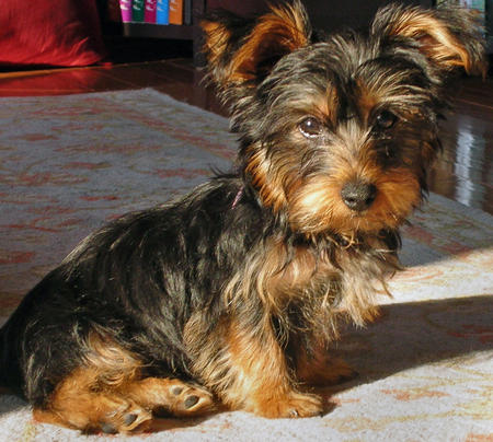 Tea Cup Yorkie Puppies For Free Adoption