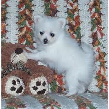 beautiful pomeranian puppies available