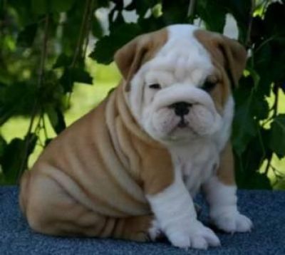 These English Bulldog Puppies  Are Ready For A Ho