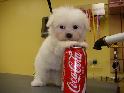 Adorable Male And Female Teacup Maltese