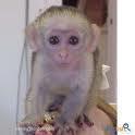 Healthy Capuchin Monkeys For Adoption[kelly_nickson44@yahoo.com]