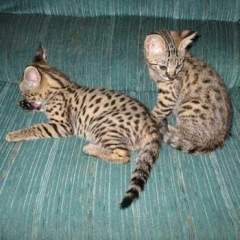 two adorable F1 Savannah kittens available for re home