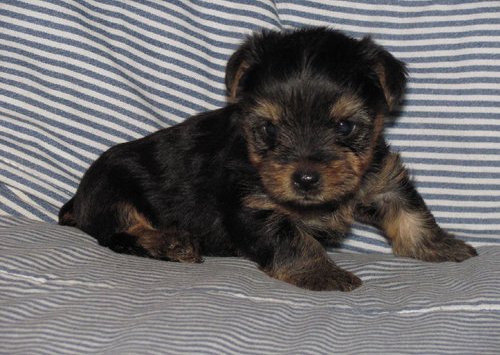 CUTE YORKIE  PUPPIES  FOR NEW HOMES