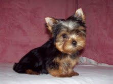 Male and female yorkie puppies