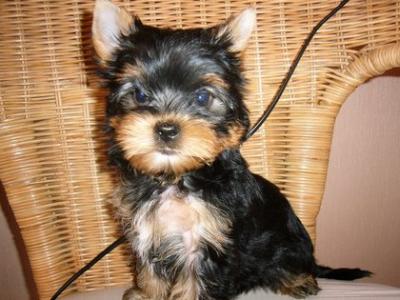 Adorable Yorkie For Adoption