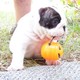 COOL ENGLISH BULL DOG PUPPY