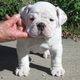 Pending Bulldog puppy for rehome