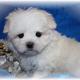 adorable maltese puppy