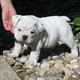 XMAS BULLDOG PUPPY