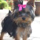 PENDING YORKIE PUPPIES