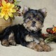 Toy size yorkie puppies