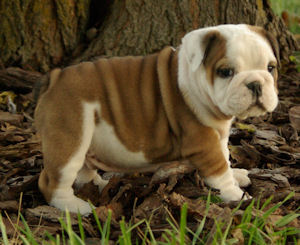 ENGLISH BULLDOG PUPPIES (MALE AND FEMALE )