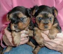 I have beautiful  puppies,