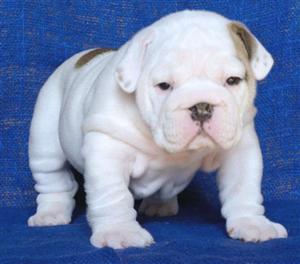 English Bulldog puppies