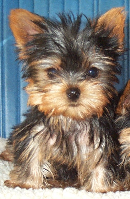 Affectionate Akc Yorkie puppies for Adoption