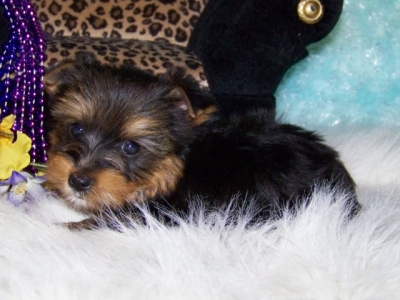 Two Cute And Adorable Baby Tea-Cup Yorkie Available For Xmas