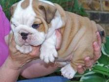 akc registered english bulldog puppies