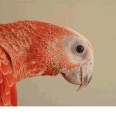 red african grey parrots
