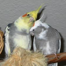 cute cockatoo parrots