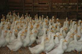 CUTE PEKIN DUCKS FOR YOUR PLEASANTARY