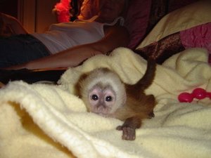 cute capuchin monkeys for adoption