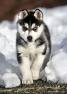 Husky puppy for xmass