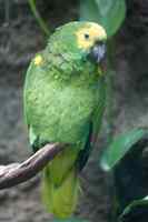 Beautifull Macaw parrots for Christmass