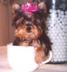 Cute and Adorable Teacup Yorkie Yorkshire Terrier puppies For Adoption