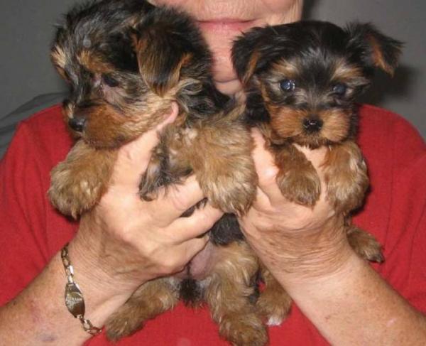 Great purebred Yorkie male and female for adoption