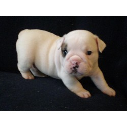 Marcia Gay Harden - Bulldog puppy for sale