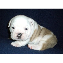 English Bulldog Puppies For Sale/Adoption