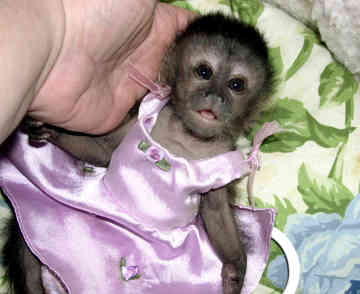 cute female 15weeks old capuchin monkey for adoption