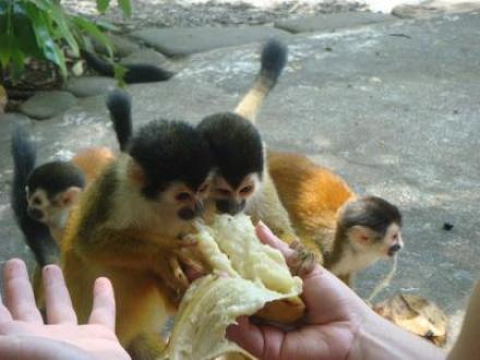 Gorgeous Baby Squirrel Monkeys For Adoption