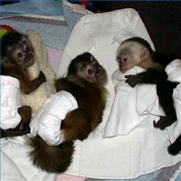 Healthy capuchin, squirrel , spider and marmoset monkeys