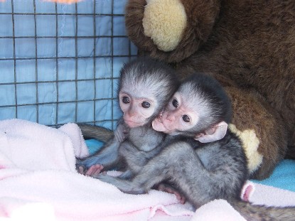 Healthy charming capuchin monkeys