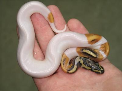 Ball pythons for adoption